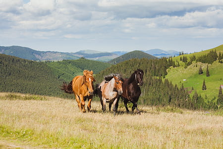 three horses running thumbnail