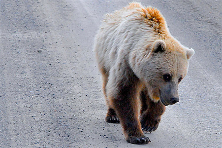 brown bear walking along rough road thumbnail