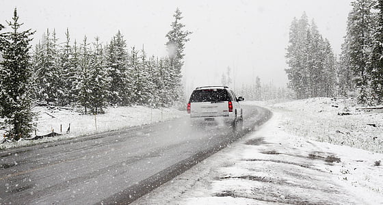 silver SUV on gray pathway between green tall trees thumbnail