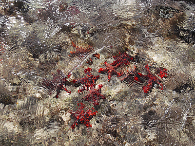 Starfish, Water thumbnail