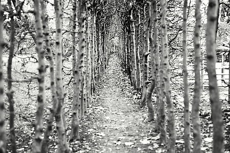 grayscale photo of trail between trees thumbnail