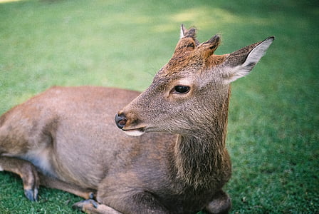 brown deer plush toy thumbnail