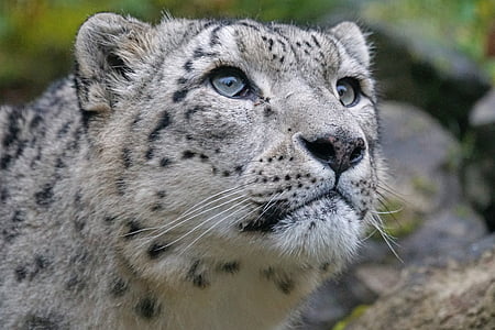 closeup photo photo of cheetah thumbnail
