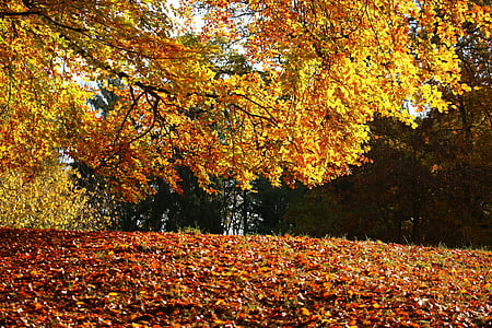 brown leafed tree at daytime thumbnail