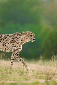 Cheetah on ground thumbnail