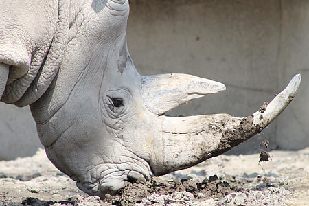 closeup photo of rhinoceros thumbnail