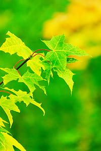 green leaf plant thumbnail