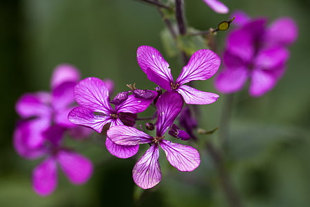 selective focus photo of purple 5-petaled flowers thumbnail