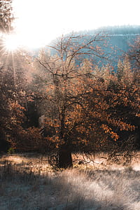 sun rays through orange tree thumbnail