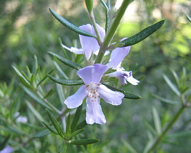 selective focus photography of purple petaled flowers thumbnail