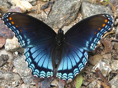 close-up photo of purple spotted butterfly thumbnail