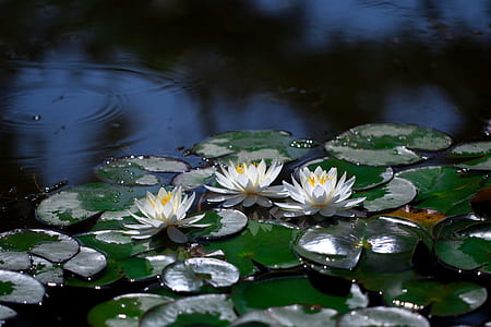 lotus painting thumbnail