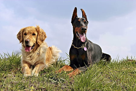 adult golden retriever and adult black rust Doberman pinscher on focus photo thumbnail