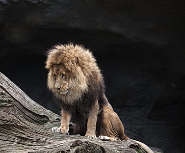 lion on top of tree log thumbnail