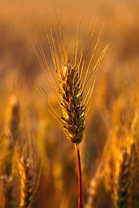 selective focus photography of plant thumbnail
