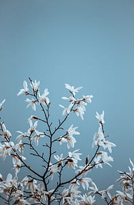 white petaled flowers on isolated teal background thumbnail
