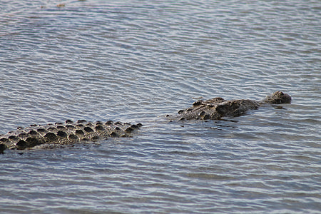 Cozumel Alligator, American Alligator thumbnail