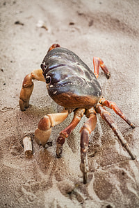 brown and black crab thumbnail