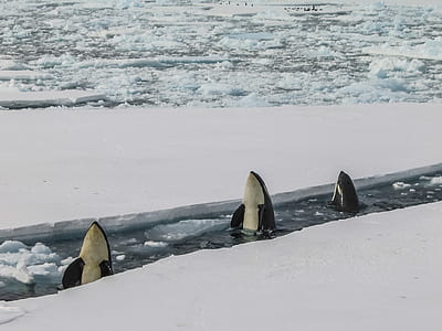 three Orcas with head out of the water in the middle of ice sheets during daytime thumbnail