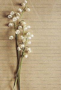 closeup photo of Lilly of the Valley flower thumbnail