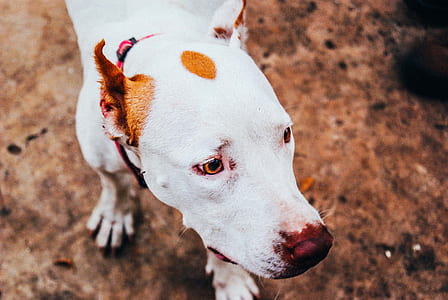 white and brown dog thumbnail