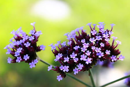 purple flowers plant thumbnail