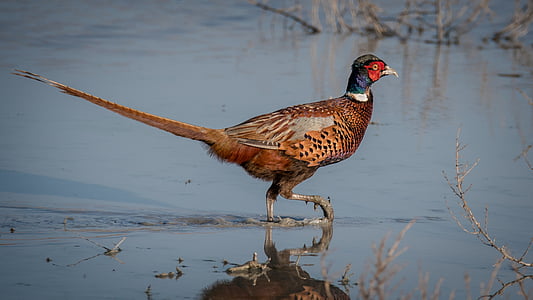 ring-necked pheasant on calm body of water during daytime thumbnail