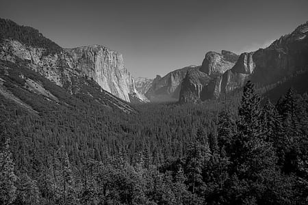 grayscale photography of forest thumbnail