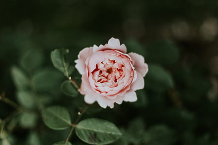 shallow focus photography of pink flower thumbnail