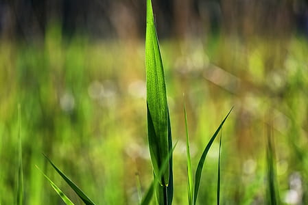 selective focus photography of green grass thumbnail