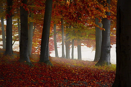 dried leaves under the red leaves trees thumbnail