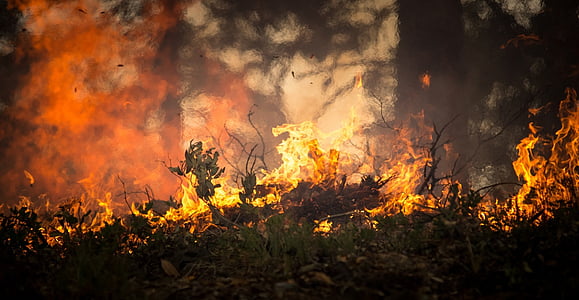 forest being burned thumbnail