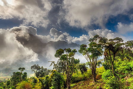 green leaf trees under white clouds at daytime thumbnail