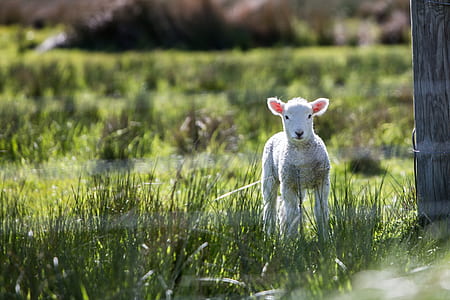 lamb standing on grass field thumbnail