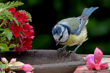 blue, gray, and yellow bird standing on black metal panel thumbnail