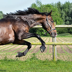 brown horse running thumbnail