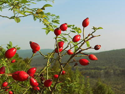 round red fruit thumbnail