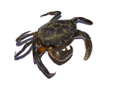brown and black crab thumbnail