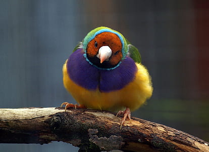 gouldian finch thumbnail