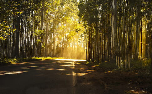 pathway surrounded by trees during daytime thumbnail