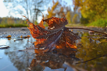 selective focus photography of maple leaf thumbnail