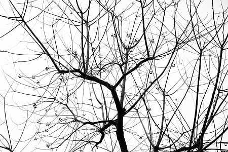 low angle photo of leafless tree at daytime thumbnail