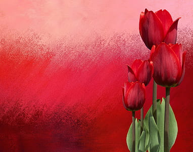 four red roses thumbnail