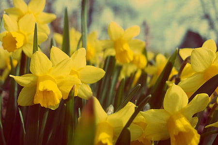 yellow daffodil flower macro photography thumbnail