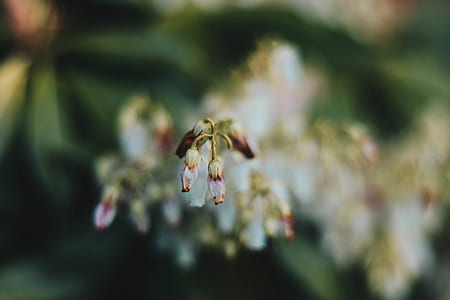 white petaled flower thumbnail