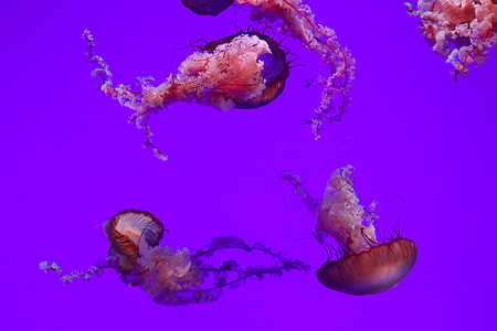Jelly fish illustration thumbnail