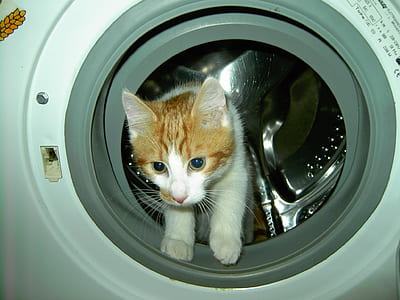 cat in front-load washer thumbnail