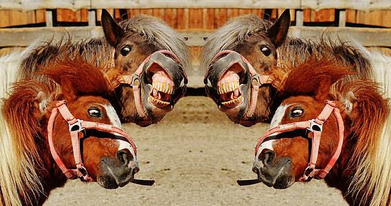 photo four brown horse thumbnail