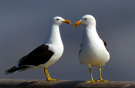 two seagulls standing on gray concrete surface thumbnail
