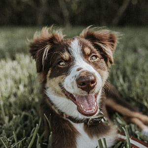 photo of brown and white border collie on grass thumbnail